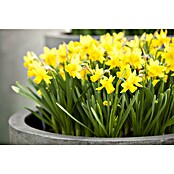 Piardino Frühlingsblumenzwiebeln Narzisse (Narcissus pseudonarcissus 'Tête-à-Tête') | BAUHAUS