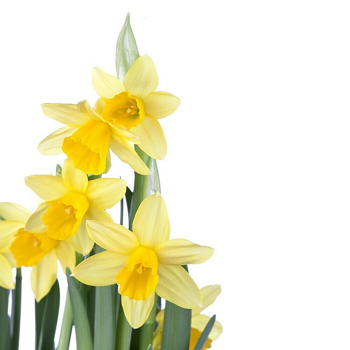 Piardino Frühlingsblumenzwiebeln Narzisse (Narcissus pseudonarcissus 'Tête-à-Tête') | BAUHAUS