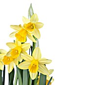 Piardino Frühlingsblumenzwiebeln Narzisse (Narcissus pseudonarcissus 'Tête-à-Tête') | BAUHAUS