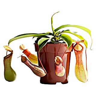 Piardino Kannenpflanze (Nepenthes alata, Topfgröße: 9 cm)