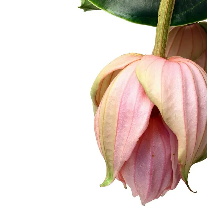 Piardino MedinilleMedinilla magnifica, Topfgröße: 15 cm, Rosa - Eine Nahaufnahme einer exotischen Medinilla-Magnifica-Blume, die Eleganz mit ihren zarten, rosa Blütenblättern und der einzigartigen Form ausstrahlt.