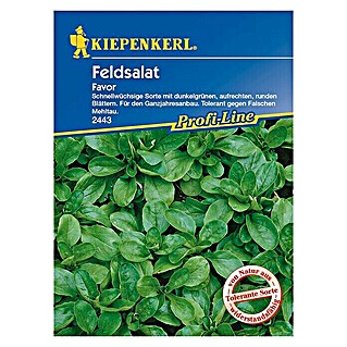 Kiepenkerl Profi-Line Salatsamen Feldsalat Favor (Valerianella locusta, Erntezeit: Ganzjährig)