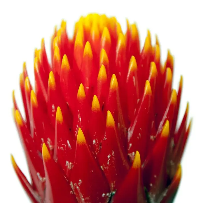Piardino Bromelie - Guzmania Hybride Tala Knots, Topfgre: 12 cm, Orange  online kaufen bei BAUHAUS