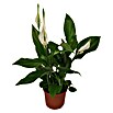 Piardino Einblatt Mini (Spathiphyllum floribundum , Topfgröße: 7 cm, Weiß)