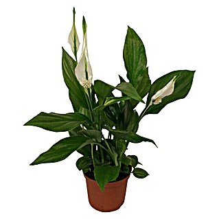 Piardino Spathiphyllum mini (Spathiphyllum floribundum, Tamaño de maceta: 7 cm, Blanco)