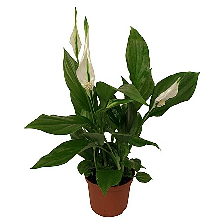 Piardino Einblatt Mini (Spathiphyllum floribundum, Topfgröße: 7 cm, Weiß)