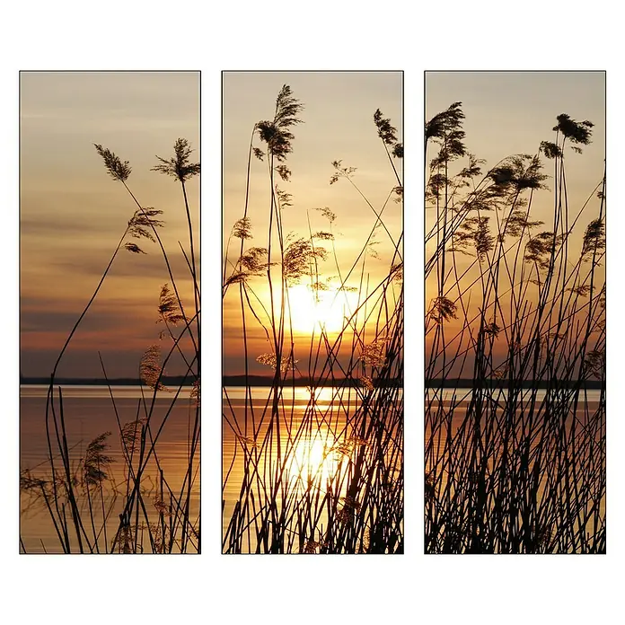 Glasbild - Abendsonne, B x H: 90 x 80 cm, 3 -tlg. - Dreiteiliges Landschaftsbild mit Schilf im Sonnenuntergang, das eine ruhige und natürliche Atmosphäre schafft.