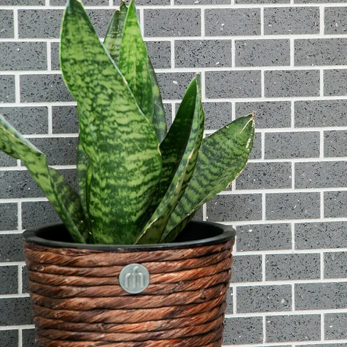 Mosaikfliese Brick Artifical XCM ASMB3 - 30 x 30 cm, Grau, Glänzend - Eine Sansevieria-Pflanze in einem geflochtenen Übertopf mit einem silbernen Emblem vor einem Hintergrund aus grauen Ziegeln.