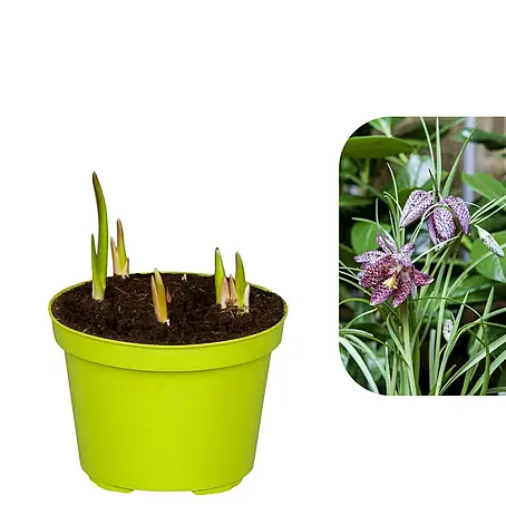 Piardino  Frühlingsblumenzwiebeln Schachbrettblume