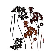 Komar Ukrasna naljepnica (Lady's Smock, Smeđa, 70 x 50 cm)