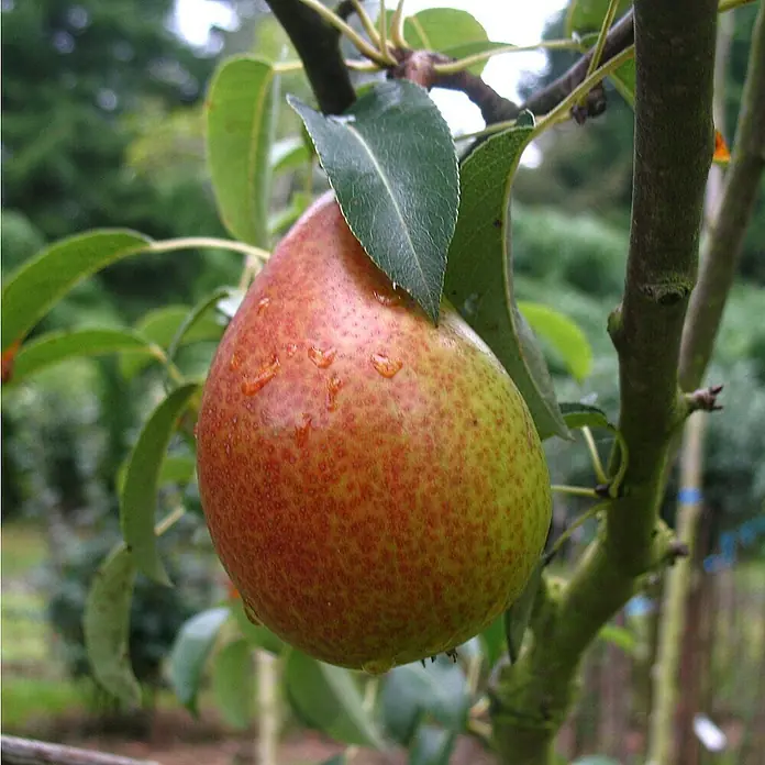Birnenbaum - Pyrus communis ‘Gute Luise’, Topfvolumen: 10 l, Erntezeit: September - Nahaufnahme einer reifen Birne am Baum, mit roten und grünen Farbtönen und Wassertropfen, die ihre Frische betonen.