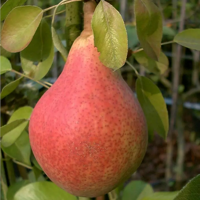 Birnenbaum Halbstamm - Pyrus communis ‘Clapps Liebling’, Topfvolumen: 10 l, Erntezeit: August - Nahaufnahme einer roten Birne am Baum, umgeben von grünen Blättern.
