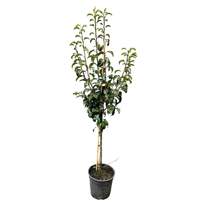 Birnenbaum - Pyrus communis ‘Gute Luise’, Topfvolumen: 10 l, Erntezeit: September - Dieser junge Zierbaum, gestützt von einem Bambusstab, präsentiert seine frischen grünen Blätter in einem schlichten, schwarzen Topf.