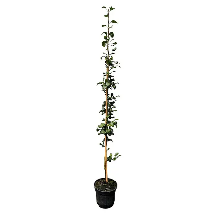 Säulen-Birnenbaum - Pyrus communis 'Obelisk', Erntezeit: September - Ein schlanker, aufrecht wachsender Zierbaum mit einem geraden Stamm und üppigem grünen Laub in einem schwarzen Topf. Ideal für elegante Akzente.