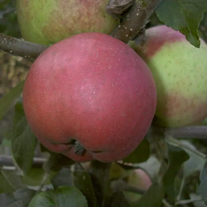 Apfelbaum - Malus domestica ‘Roter Berlepsch’, Topfvolumen: 10 l, Erntezeit: Oktober - Nahaufnahme von roten Äpfeln, die an einem Baum hängen, wobei die reiche rote Farbe und die natürlichen Texturen der Äpfel hervorgehoben werden.