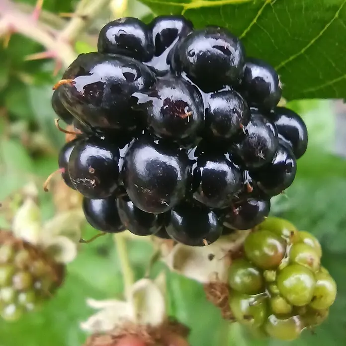 Brombeere - Rubus fruticosus 'Theodor Reimers', Erntezeit: August - Nahaufnahme von einer reifen, glänzenden Brombeere mit kleinen, grünen Brombeeren im Hintergrund.