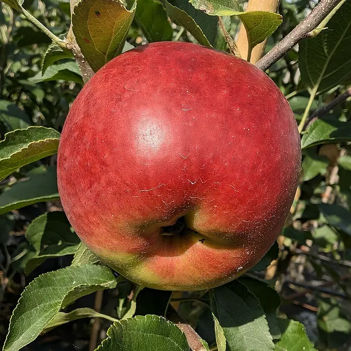 Apfelbaum - Malus domestica ‘Retina’®, Topfvolumen: 10 l, Erntezeit: August - Ein reifer, roter Apfel hängt an einem Ast, umgeben von grünen Blättern. Der Apfel hat eine glänzende Oberfläche und ist bereit zur Ernte.