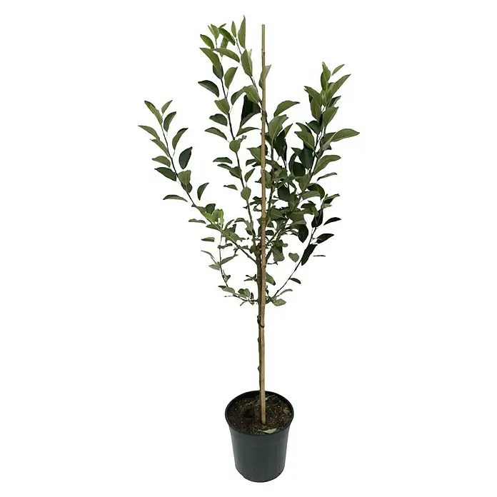 Apfelbaum - Malus domestica ‘James Grieve’, Topfvolumen: 10 l, Erntezeit: August - Detailaufnahme eines jungen Baumes in einem Topf, dessen Stamm an einem Holzstab befestigt ist, um das Wachstum zu unterstützen.
