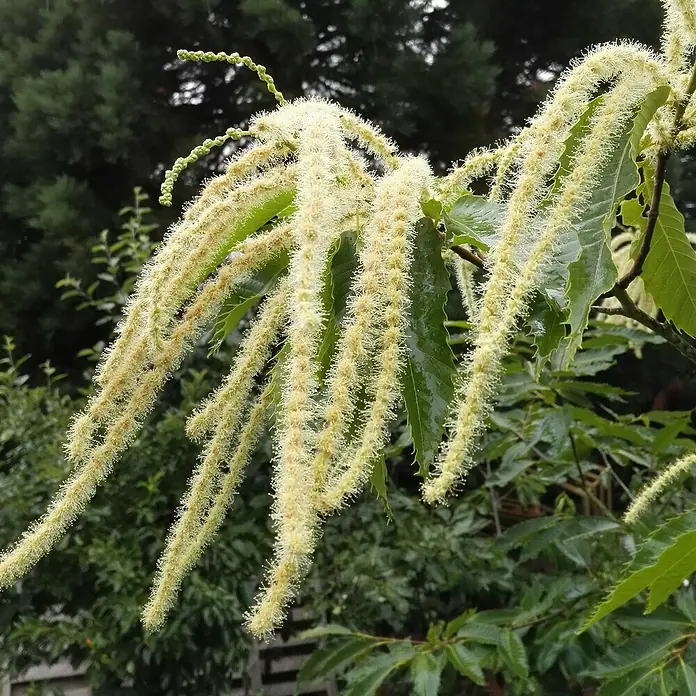 Esskastanienbaum - Castanea sativa ‚Belle Epine‘, Topfvolumen: 5 l - Nahaufnahme von Rosskastanienblüten, die an einem Baum hängen, mit länglichen Blütenständen und grünen Blättern im Hintergrund.