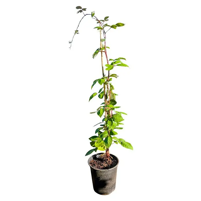 Brombeere - Rubus fruticosus 'Theodor Reimers', Erntezeit: August - Nahaufnahme einer Brombeerpflanze in einem Topf, die an einem Holzpfahl befestigt ist und grüne Blätter trägt.