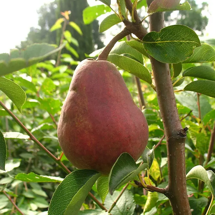 Birnenbaum - Pyrus communis ‘Rote Williams’, Topfvolumen: 10 l, Erntezeit: August - Eine reife, rote Birne hängt an einem Ast, umgeben von grünen Blättern. Die Birne ist prall und bereit zur Ernte.