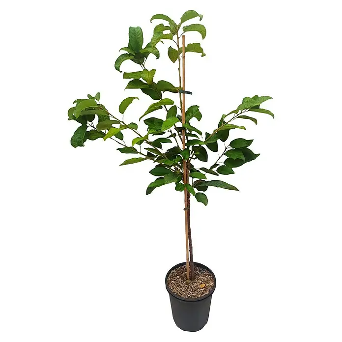 Süßkirschbaum - Prunus avium ‘Stella Compact’, Erntezeit: Juni - Junger Obstbaum im Topf, gestützt von einem Bambusstab, mit frischem grünen Blätterwerk, ideal für den Garten oder Balkon.