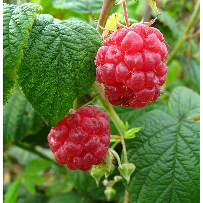 Himbeere - Rubus idaeus 'Schönemann', Erntezeit: Juni - Nahaufnahme von zwei reifen, roten Himbeeren an einem Strauch, umgeben von grünen Blättern.