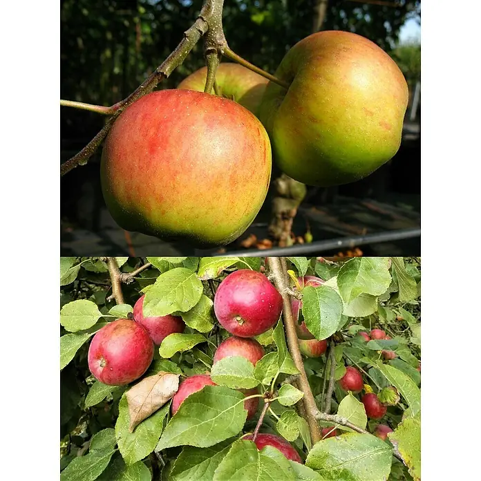 Apfelbaum Duo - Malus domestica Duo ‘Orangenapfel’ / ‘Flori’, Erntezeit: September - Saftige Äpfel am Baum. Rot und grün schimmernd, laden die reifen Früchte zum Reinbeißen ein.