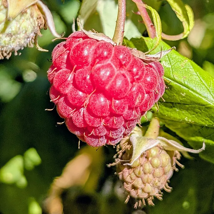 Himbeere - Rubus idaeus 'Sanibelle', Erntezeit: Juni - Nahaufnahme einer reifen, leuchtend roten Himbeere am Strauch, umgeben von Blättern und einer unreifen Frucht.