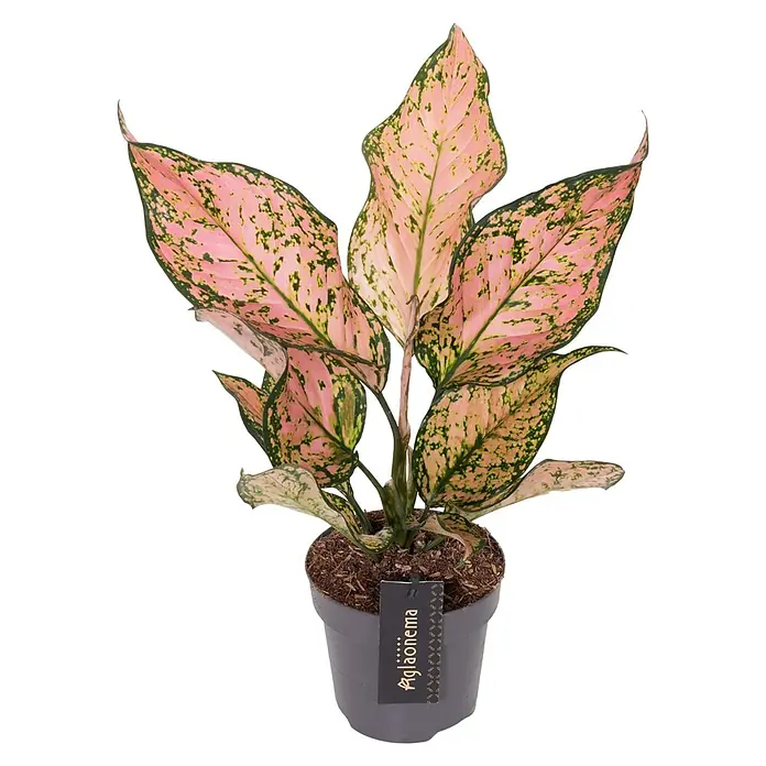Piardino Kolbenfaden - Aglaonema, Topfgröße: 12 cm - Aglaonema Zimmerpflanze im grauen Topf. Die Pflanze hat pinke Blätter mit grünen Flecken und wird durch das Etikett auf dem Topf identifiziert.