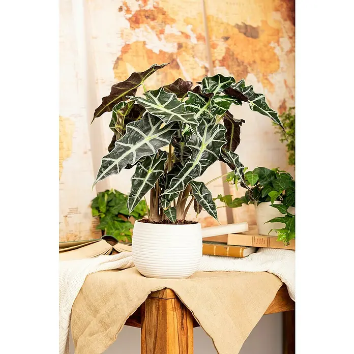 Pfeilblatt - Alocasia amazonica Polly, Topfgröße: 17 cm - Zimmerpflanze mit markanten Blättern in einem weißen Topf auf einem Holztisch vor einer Weltkarte. Elegantes Design für Ihr Zuhause.