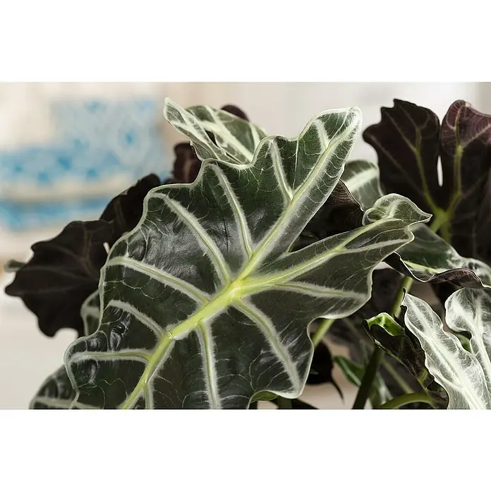Pfeilblatt - Alocasia amazonica Polly, Topfgröße: 17 cm - Nahaufnahme einer Alocasia Polly Pflanze mit auffälligen Blättern und hellen Blattadern, die eine exotische Atmosphäre schafft.