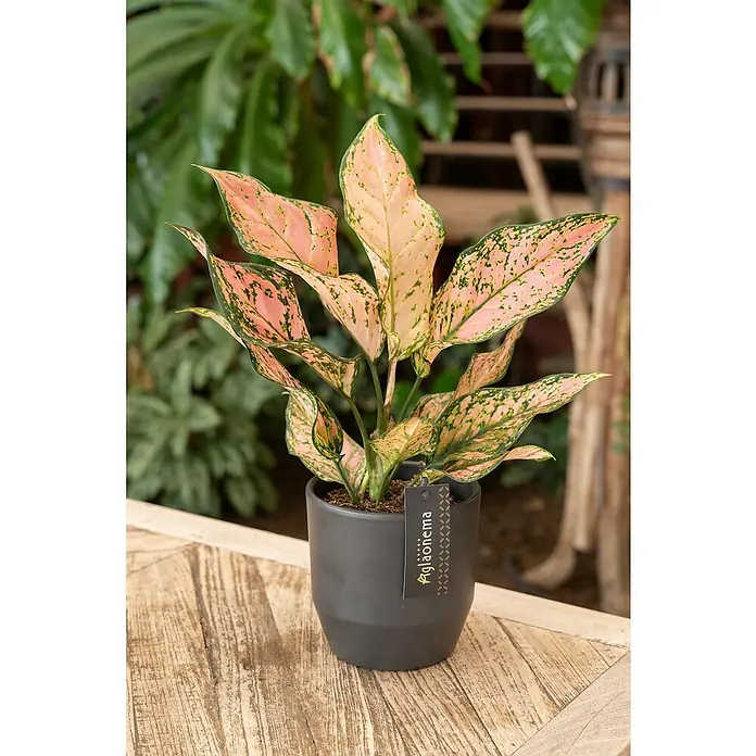 Piardino Kolbenfaden - Aglaonema, Topfgröße: 12 cm - Eine Aglaonema Zimmerpflanze mit rosa Blättern in einem grauen Topf auf einem Holztisch, die eine gemütliche Atmosphäre schafft.