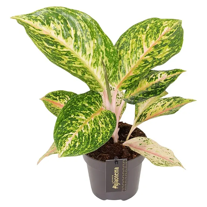 Piardino Kolbenfaden - Aglaonema, Topfgröße: 12 cm - Die Aglaonema Zimmerpflanze mit ihren grün-weiß panaschierten Blättern in einem dunklen Topf ist eine stilvolle Ergänzung für jedes Zuhause.