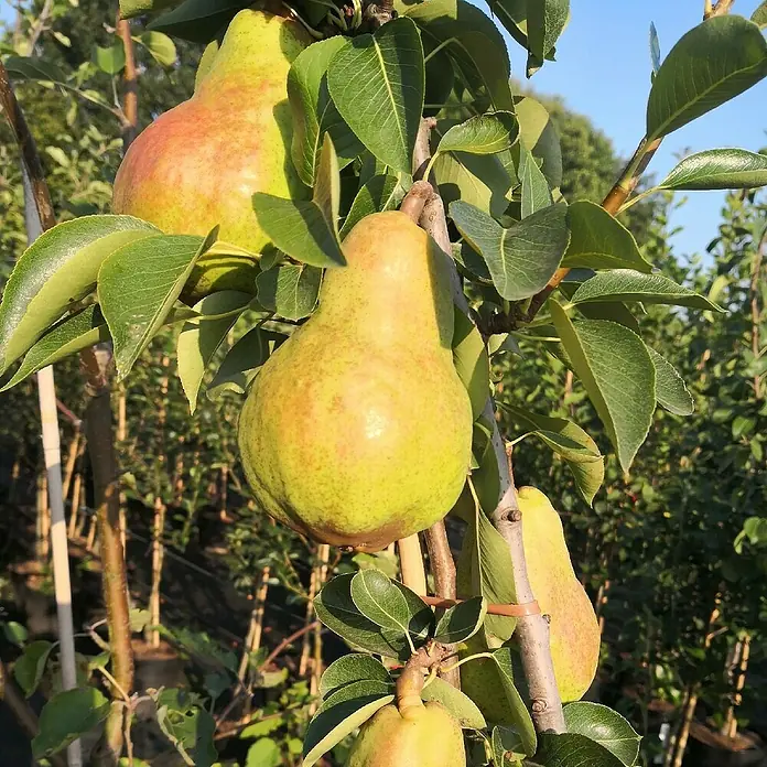 Birnenbaum - Pyrus communis ‘Williams Christ’, Erntezeit: August - Nahaufnahme von saftigen, reifen Birnen, die an einem Baum hängen und von grünen Blättern umgeben sind. Die Früchte zeigen eine gelb-rötliche Färbung.
