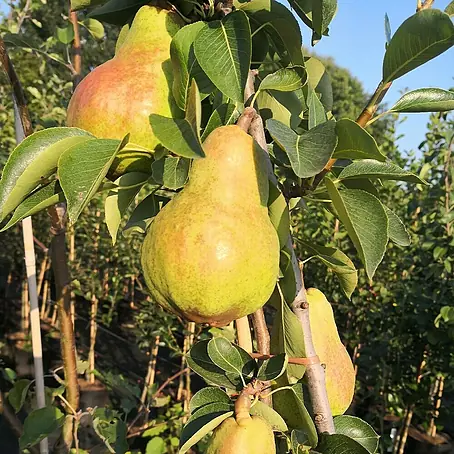 Birnenbaum