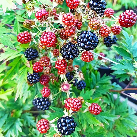 Brombeere