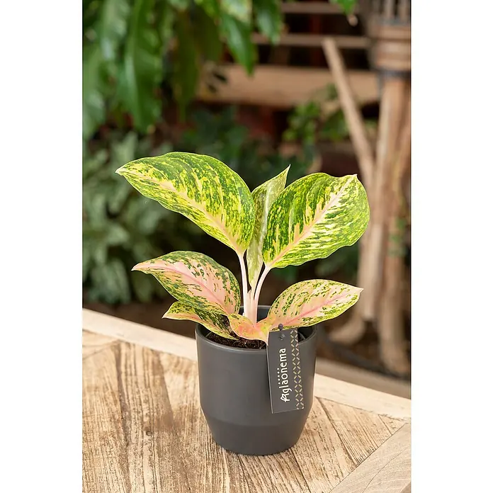 Piardino Kolbenfaden - Aglaonema, Topfgröße: 12 cm - Nahaufnahme einer Aglaonema Zimmerpflanze in einem dunklen Topf auf einem Holztisch, lebendige und farbenfrohe Blätter.