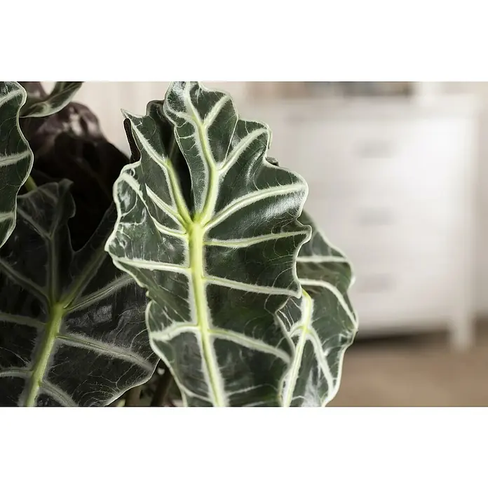 Pfeilblatt - Alocasia amazonica Polly, Topfgröße: 17 cm - Nahaufnahme eines exotischen Zimmerpflanze, Alocasia Frydek, mit dunkelgrünen Blättern und markanten hellen Adern. Die Blätter sind spitz zulaufend und gewellt.