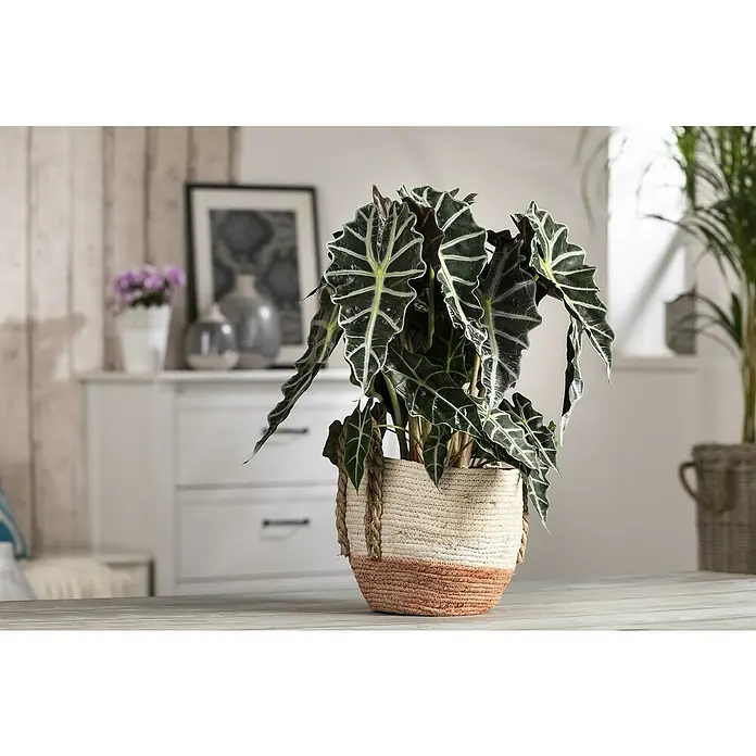 Pfeilblatt - Alocasia amazonica Polly, Topfgröße: 17 cm - Zimmerpflanze in einem dekorativen Korb auf einem Tisch, der das natürliche Flair des Raumes unterstreicht.