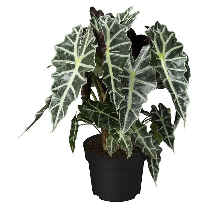 Pfeilblatt - Alocasia amazonica Polly, Topfgröße: 17 cm - Dieser Topf enthält eine Alocasia Frydek mit großen, pfeilförmigen, dunkelgrünen Blättern und markanten weißen Adern, eine auffällige Zimmerpflanze.