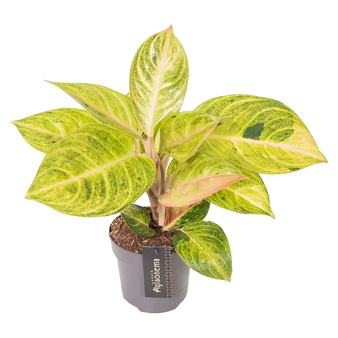 Piardino Kolbenfaden - Aglaonema, Topfgröße: 12 cm - Eine Aglaonema Zimmerpflanze mit gelb-grünen Blättern in einem grauen Topf, ideal für die Dekoration von Innenräumen.