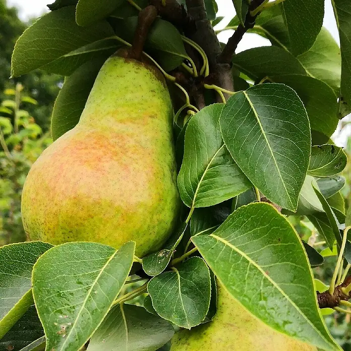 Säulen-Birnenbaum - Pyrus communis 'Obelisk', Erntezeit: September - Eine saftige Birne hängt an einem Ast, umgeben von grünen Blättern. Die Birne hat eine gelb-grüne Farbe mit rötlichen Akzenten.