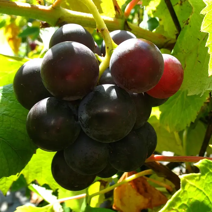 Weinrebe 2er Set - Vitis vinifera ‘Suffolk Red’ + Vitis labrusca (Erdbeertraube), Topfvolumen: 3,5 l, Erntezeit: August - Nahaufnahme einer Traube dunkler Weintrauben, die am Weinstock reifen, wobei der Fokus auf den prallen, saftigen Früchten liegt.