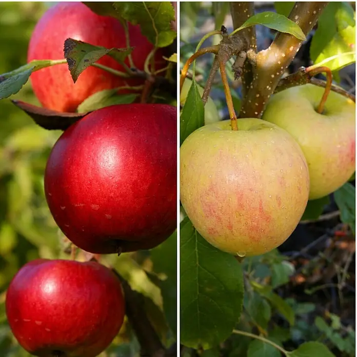 Apfelbaum Duo - Malus domestica Duo ‘Mantet’ / ‘Sir Prize’, Topfvolumen: 10 l, Erntezeit: Juli - Rote und gelbe Äpfel hängen an einem Baum. Die frischen Äpfel sind reif für die Ernte und sehen köstlich aus.