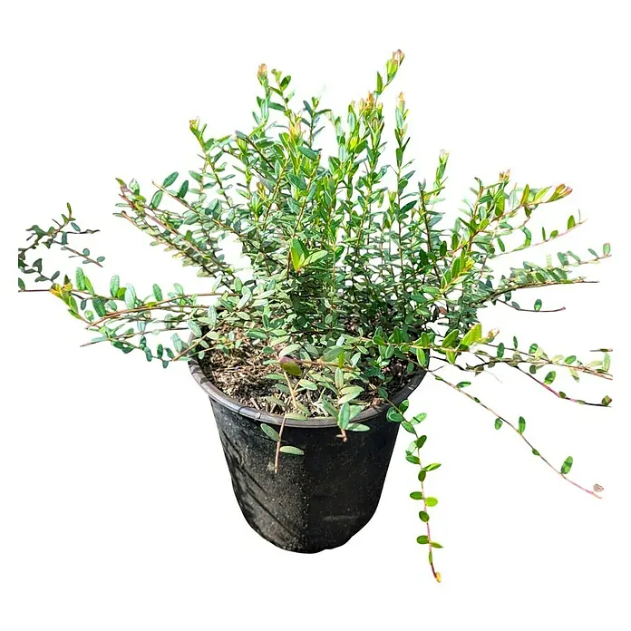 Beerenstrauch 2er Set - Vaccinium vitis-idaea (Preiselbeere) + Vaccinium macrocarpon (Cranberry), Topfvolumen: 2,5 l - Das Bild zeigt eine Myrte 'Compacta' in einem schwarzen Topf, die eine dichte, grüne Belaubung aufweist und sich ideal für Gärten oder Terrassen eignet.