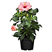 Piardino Chinesischer Roseneibisch (Topfgröße: 13 cm, Rosa)