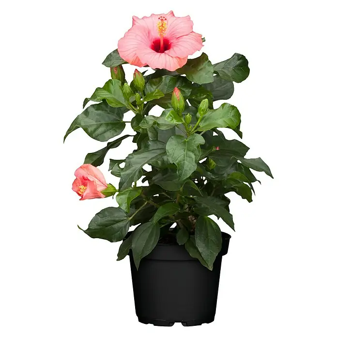 Piardino Garteneibisch - Hibiscus sinensis, Topfgre: 13 cm, Rosa online  kaufen bei BAUHAUS