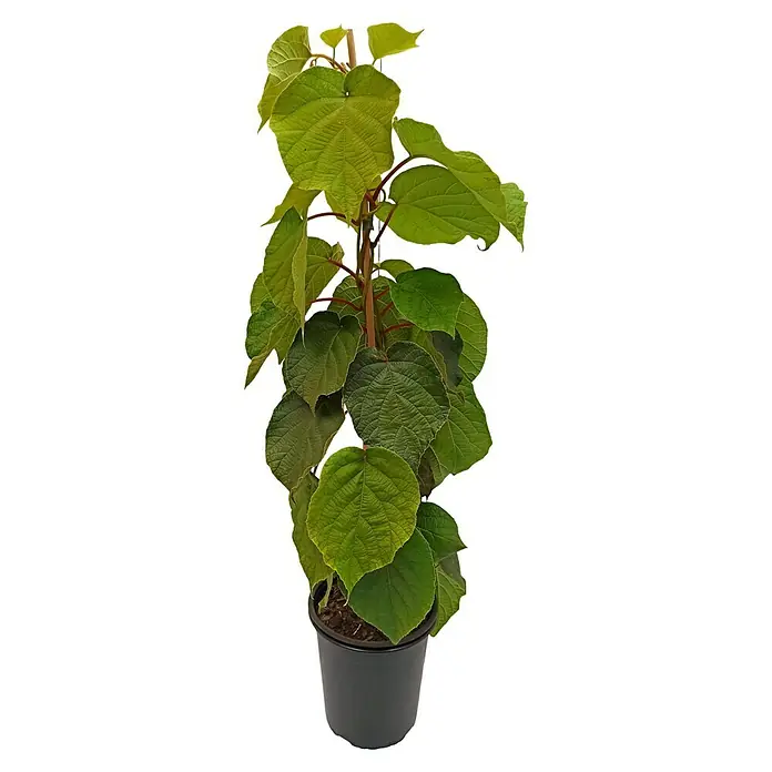 Kiwi 2er Set - Actinidia chinensis ‘Hayward’ + ‘Atlas’, Topfvolumen: 3,5 l, Erntezeit: Oktober - Nahaufnahme einer Kiwi-Pflanze in einem Topf, die das üppige Grün und das gesunde Wachstum der Pflanze hervorhebt.