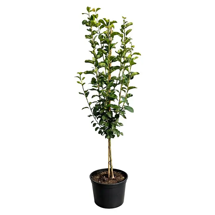 Birnenbaum - Pyrus communis ‘Abate Fetel’, Topfvolumen: 10 l, Erntezeit: September - Ein schlanker Lorbeerbaum im Topf, ideal für stilvolle Gärten und Terrassen, mit sattgrünen Blättern und einem eleganten Stamm.